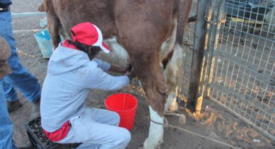 Milking Cow Milking Cow